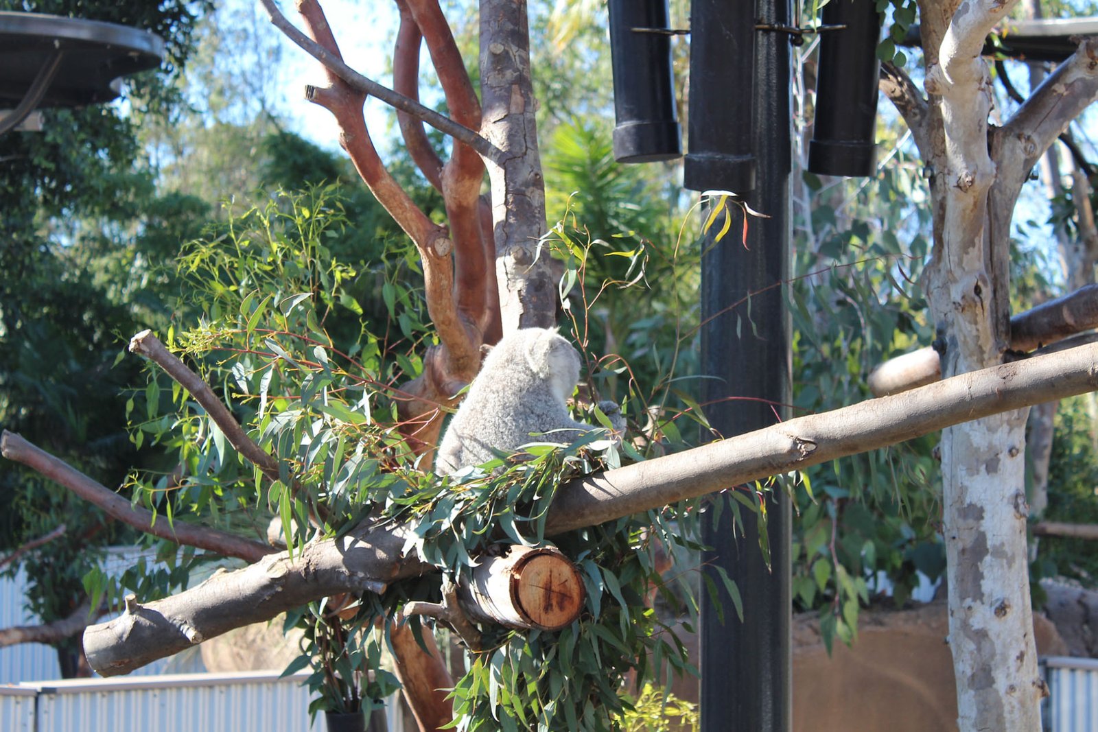 San Diego Zoo Part II 009